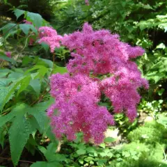 FILIPENDULA purpurea - Reine des Prés