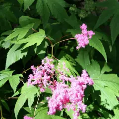 FILIPENDULA purpurea - Reine des Prés