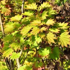 ACER shirasawanum 'Aureum' - Erable du Japon doré