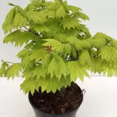 ACER shirasawanum 'Aureum' - Erable du Japon doré