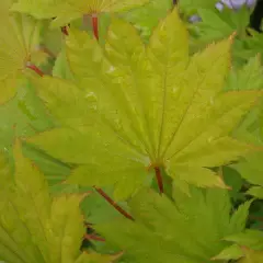 ACER shirasawanum 'Aureum' - Erable du Japon doré