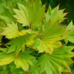 ACER shirasawanum 'Aureum' - Erable du Japon doré