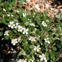 COTONEASTER microphyllus 'Queen of Carpets'