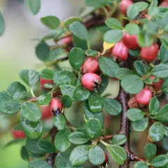 COTONEASTER microphyllus 'Queen of Carpets'