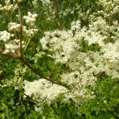 FILIPENDULA ulmaria - Reine des Prés