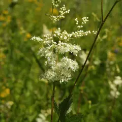 FILIPENDULA ulmaria - Reine des Prés