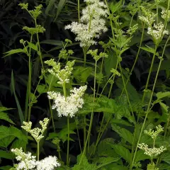 FILIPENDULA ulmaria - Reine des Prés