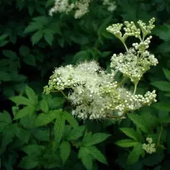 FILIPENDULA ulmaria - Reine des Prés