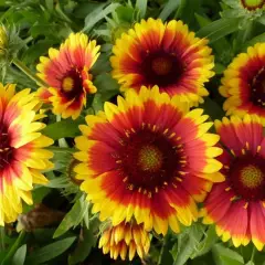 GAILLARDIA 'Arizona Sun' - Gaillarde