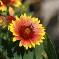 GAILLARDIA 'Arizona Sun' - Gaillarde