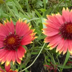 GAILLARDIA 'Tokayer' - Gaillarde