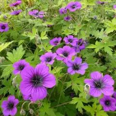 GERANIUM 'Ann Folkard'