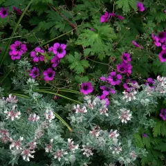 GERANIUM 'Ann Folkard'