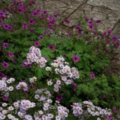 GERANIUM 'Ann Folkard'