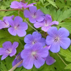 GERANIUM 'Blue Sunrise'® - Géranium vivace 'Blue Sunrise'®