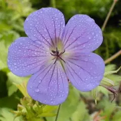 GERANIUM 'Blue Sunrise'® - Géranium vivace 'Blue Sunrise'®