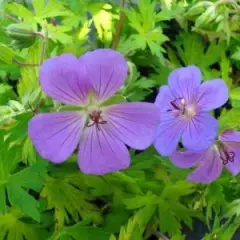 GERANIUM 'Blue Sunrise'® - Géranium vivace 'Blue Sunrise'®