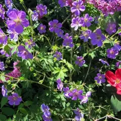 GERANIUM 'Blue Sunrise'® - Géranium vivace 'Blue Sunrise'®