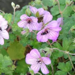 GERANIUM 'Joy'