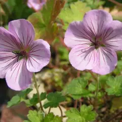 GERANIUM 'Joy'