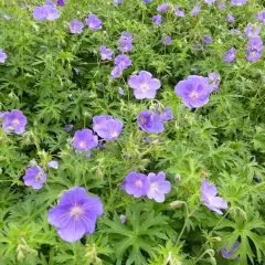 GERANIUM 'Orion' - Géranium vivace 'Orion'