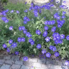 GERANIUM 'Orion' - Géranium vivace 'Orion'