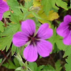 GERANIUM 'Patricia' - Géranium vivace 'Patricia'