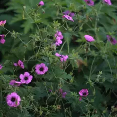 GERANIUM 'Patricia' - Géranium vivace 'Patricia'