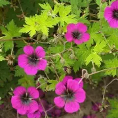 GERANIUM 'Sandrine' - Géranium vivace 'Sandrine'