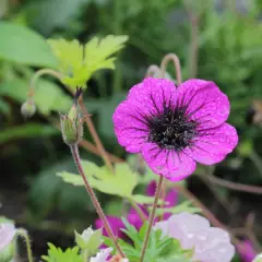 GERANIUM 'Sandrine' - Géranium vivace 'Sandrine'