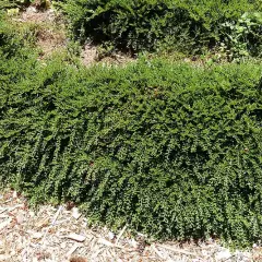 COTONEASTER horizontalis - Cotonéaster rampant