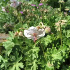 GERANIUM cantabrigiense 'Biokovo' - Géranium vivace cantabrigiense 'Biokovo'