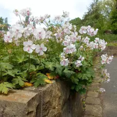 GERANIUM cantabrigiense 'Biokovo' - Géranium vivace cantabrigiense 'Biokovo'