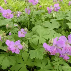 GERANIUM cantabrigiense 'Karmina' - Géranium vivace