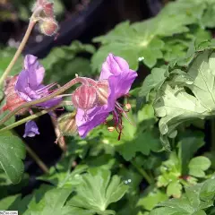 GERANIUM cantabrigiense 'Karmina' - Géranium vivace