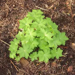 GERANIUM cantabrigiense 'Karmina' - Géranium vivace