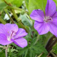 GERANIUM clarkei 'Kashmir Purple' - Géranium vivace clarkei 'Kashmir Purple'