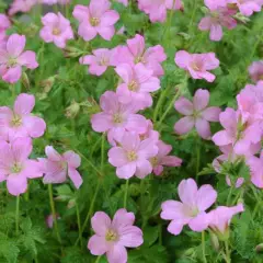 GERANIUM endressii 'Wargrave Pink' - Géranium vivace endressii 'Wargrave Pink'