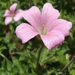 GERANIUM endressii 'Wargrave Pink' - Géranium vivace endressii 'Wargrave Pink'