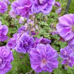 GERANIUM himalayense 'Plenum' - Géranium vivace himalayense 'Plenum'