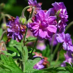 GERANIUM himalayense 'Plenum' - Géranium vivace himalayense 'Plenum'