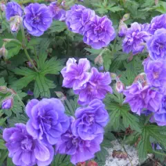 GERANIUM himalayense 'Plenum' - Géranium vivace himalayense 'Plenum'