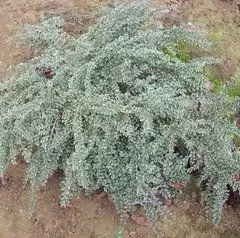 COTONEASTER horizontalis 'Variegatus' - Cotonéaster rampant panaché