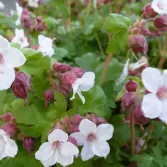 GERANIUM macrorrhizum 'Spessart' - Géranium vivace macrorrhizum 'Spessart'