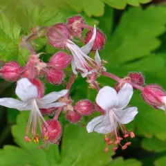 GERANIUM macrorrhizum 'Spessart' - Géranium vivace macrorrhizum 'Spessart'