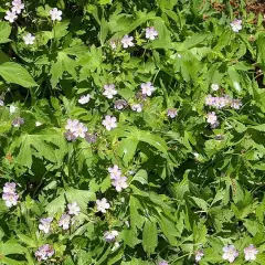 GERANIUM maculatum 'Album' - Géranium vivace maculatum 'Album'