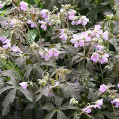 GERANIUM maculatum 'Espresso' - Géranium vivace maculatum 'Espresso'