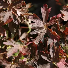 GERANIUM maculatum 'Espresso' - Géranium vivace maculatum 'Espresso'