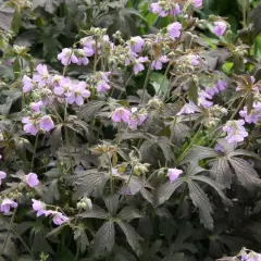 GERANIUM maculatum 'Espresso' - Géranium vivace maculatum 'Espresso'