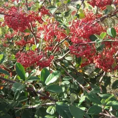 COTONEASTER lacteus - Cotonéaster laiteux